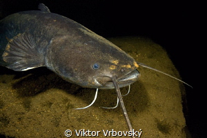 Sheatfish (silurus glanis) by Viktor Vrbovský 